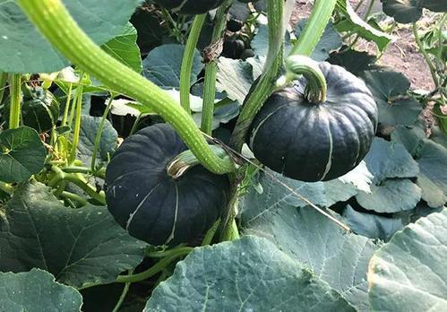 51娱乐网红吃瓜,揭秘娱乐圈幕后真相